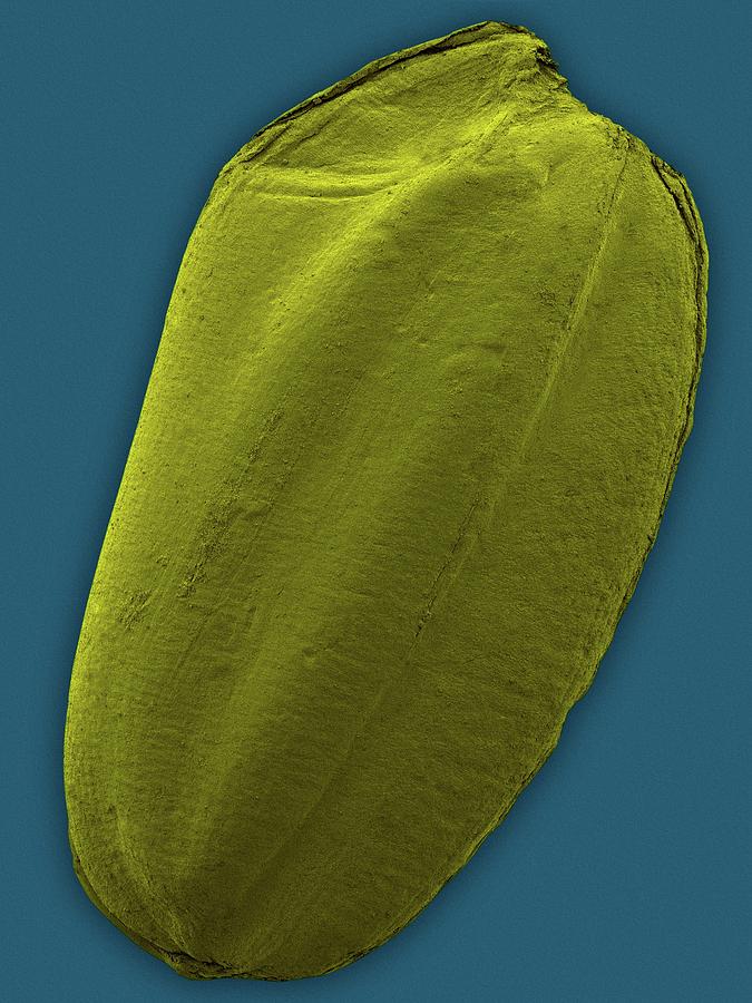 Liliopsida Photograph - Brown Rice Grain (oryza Sativa) #3 by Dennis Kunkel Microscopy/science Photo Library
