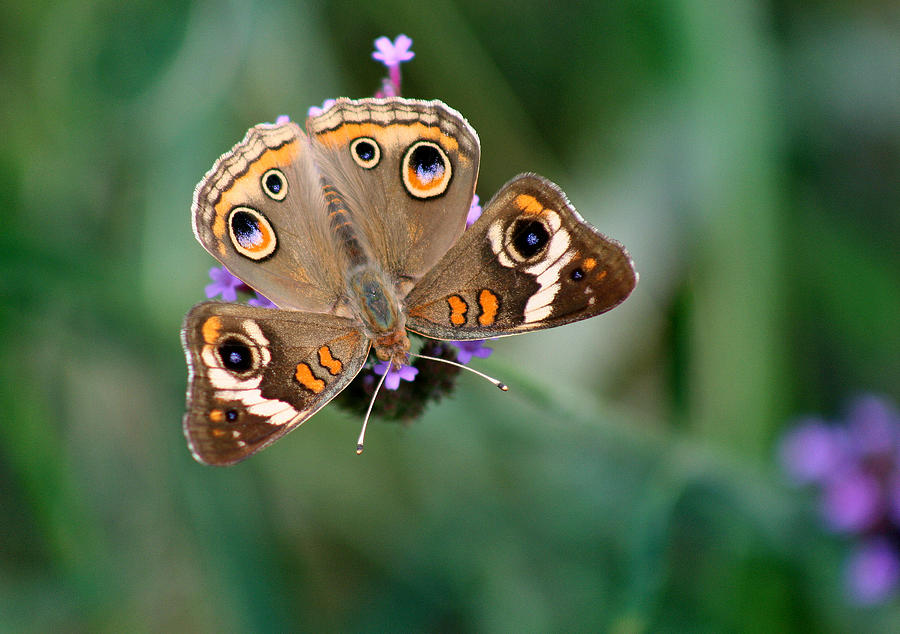 Buckeye Butterfly #3 Photograph by Karen Adams