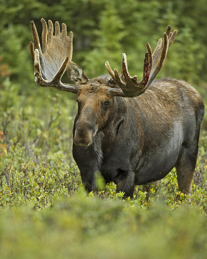 Bull Moose in Velvet  #1 Photograph by Gary Langley