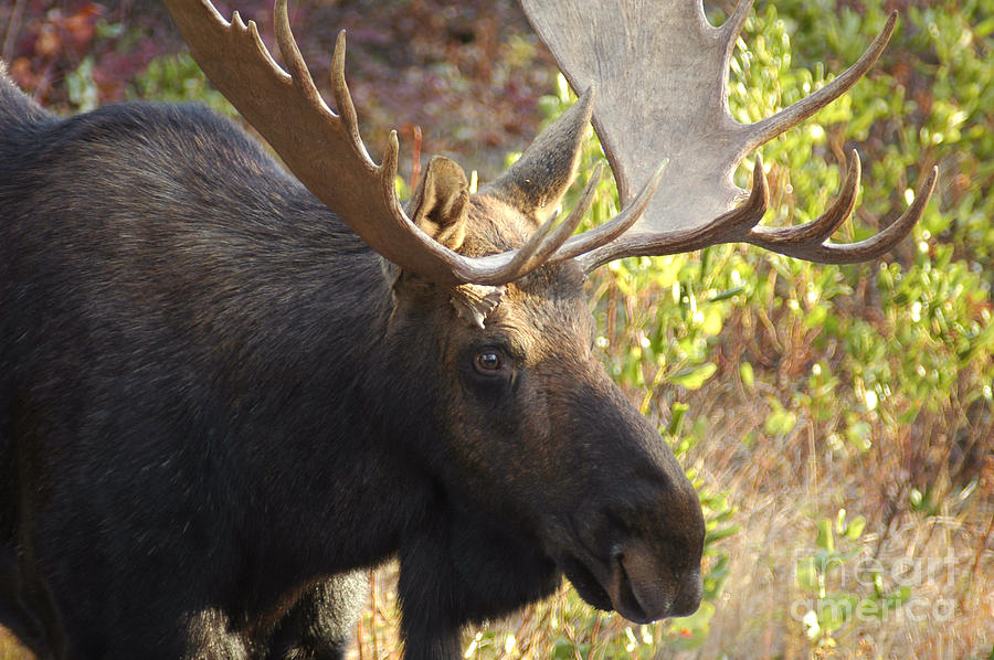 755P Bull Moose Photograph by NightVisions