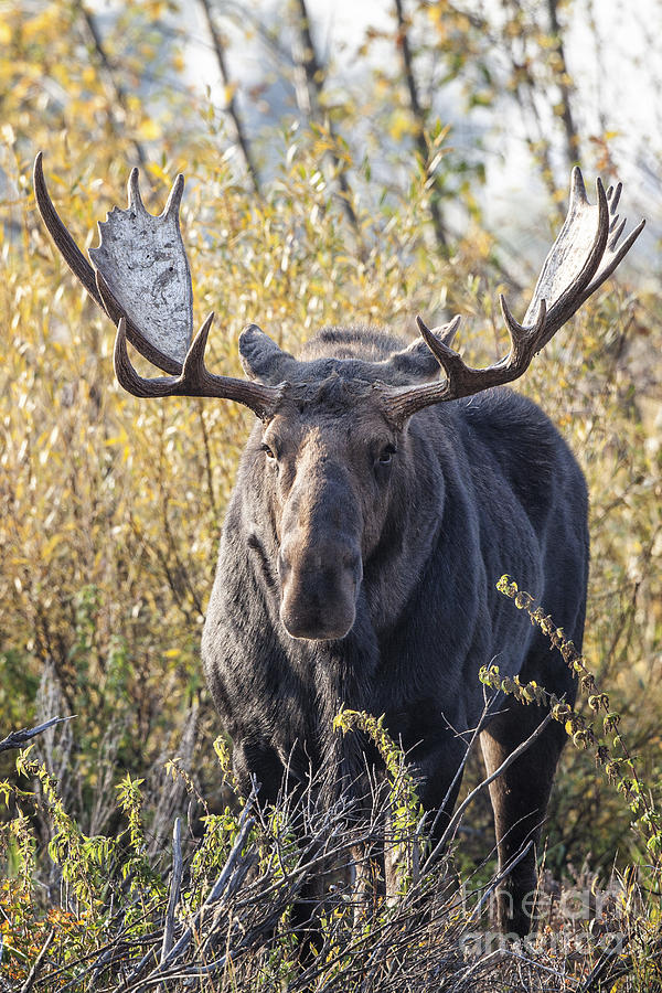 Bull Moose #3 Photograph by Ronald Lutz