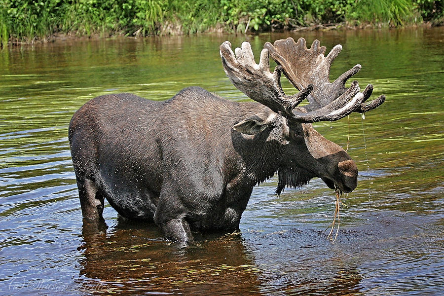 Bull Moose Photograph by Sharon Fiedler - Fine Art America