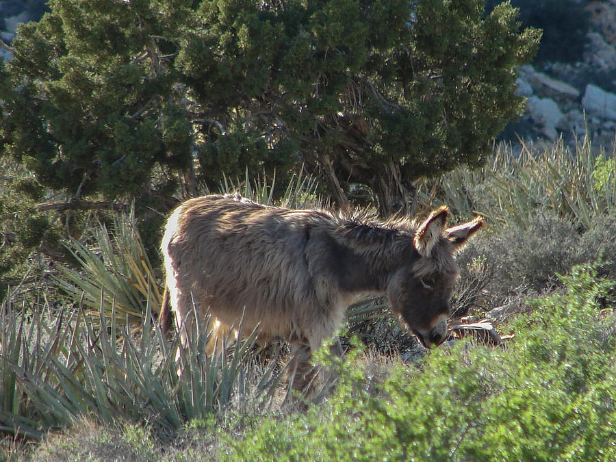 Fuzzy Burro II Photograph by Carl Moore