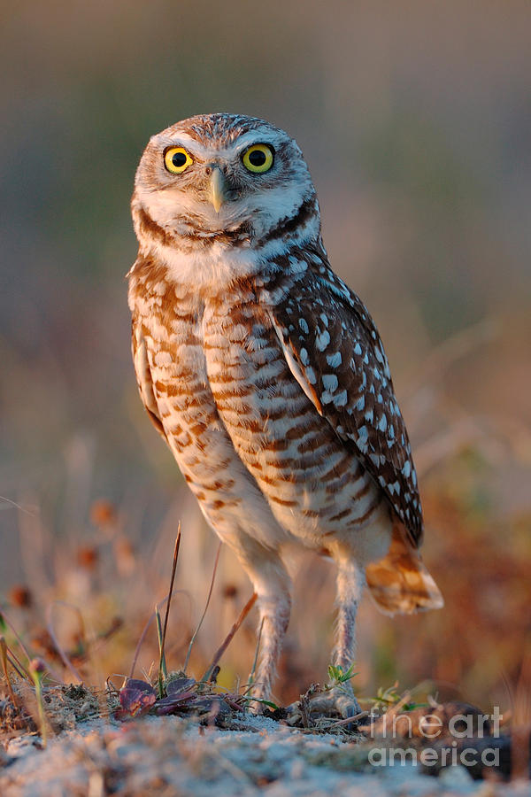 Burrowing Owl #3 Photograph by Scott Linstead