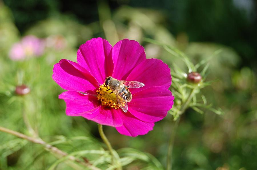 Insects Photograph - Busy Bee #3 by Geoff Cooper