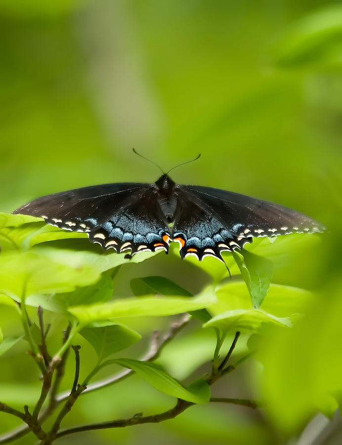 Butterfly #3 Photograph by Alex Grichenko