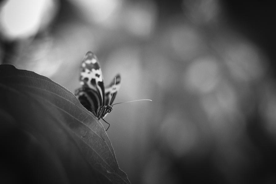 Butterfly Black And White #1 Photograph by Bradley R Youngberg