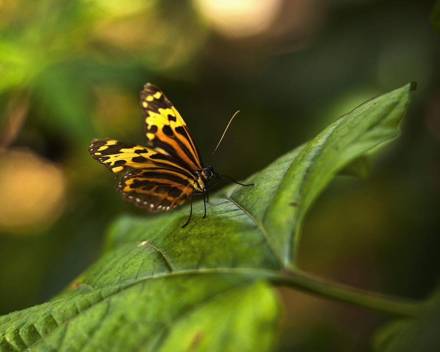 Butterfly #4 Photograph by Bradley R Youngberg