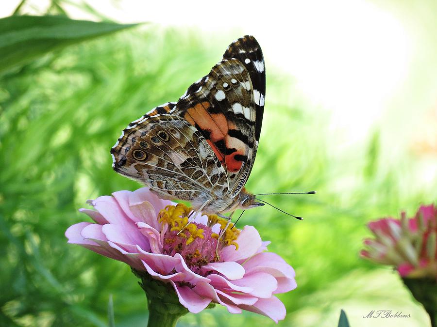 Side View Painted Lady Butterfly Photograph by MTBobbins Photography