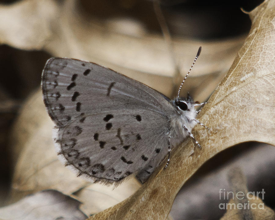 Butterfly #3 Photograph by Ronald Grogan