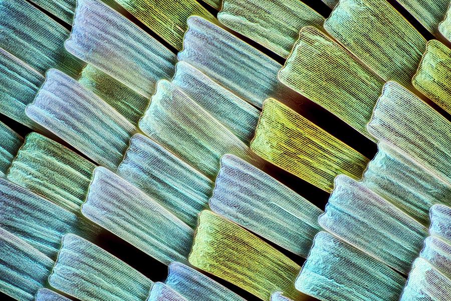 Butterfly Wing Scales #3 Photograph by Frank Fox/science Photo Library