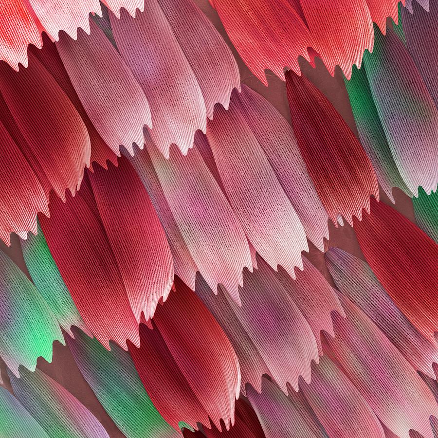Butterfly Wing Scales Photograph by Power And Syred