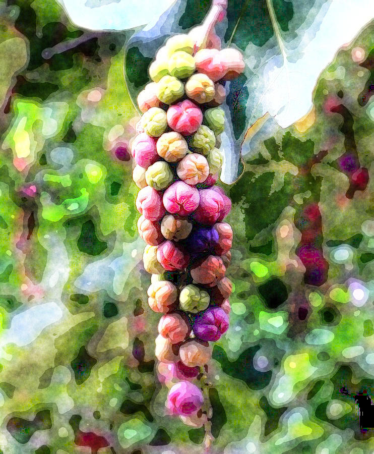 Cabernet Grapes #1 Painting by MotionAge Designs