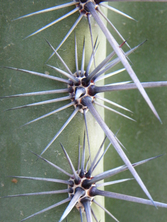 Cactus Thorns #3 Photograph by Deb Halloran