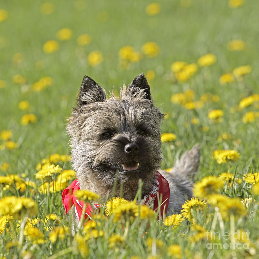 Cairn Terrier Puppy #4 Photograph by Rolf Kopfle