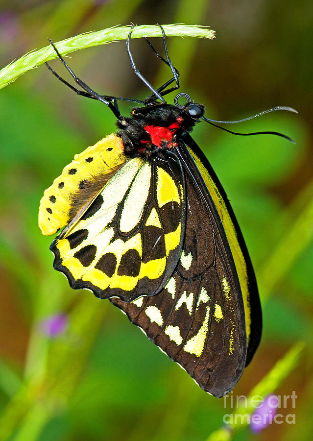 Cairns Birdwing Butterfly #3 Photograph by Millard H. Sharp