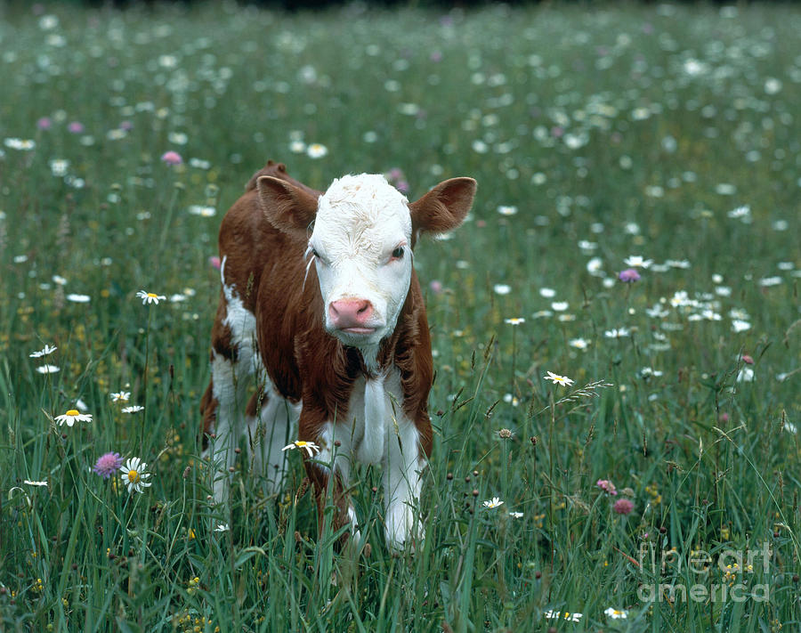 Animal Photograph - Calf Among Flowers #1 by Hans Reinhard