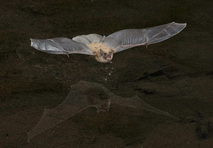 California Myotis Bat #3 Photograph by Anthony Mercieca