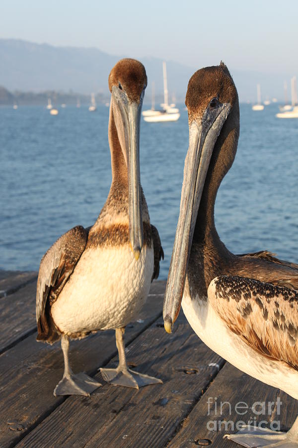 California Pelicans #3 Photograph by Henrik Lehnerer