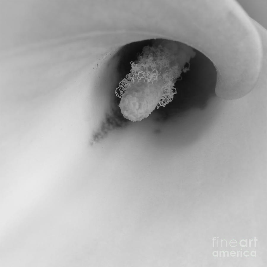 Calla Lily - Black and White #3 Photograph by Scott Cameron