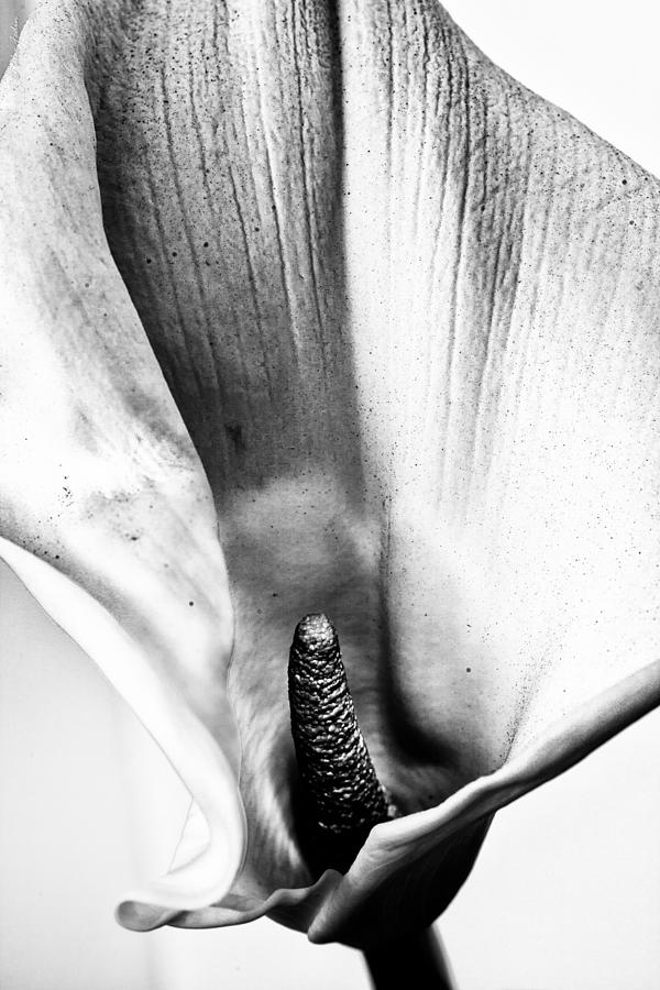 Calla Lily #3 Photograph by Alexander Fedin