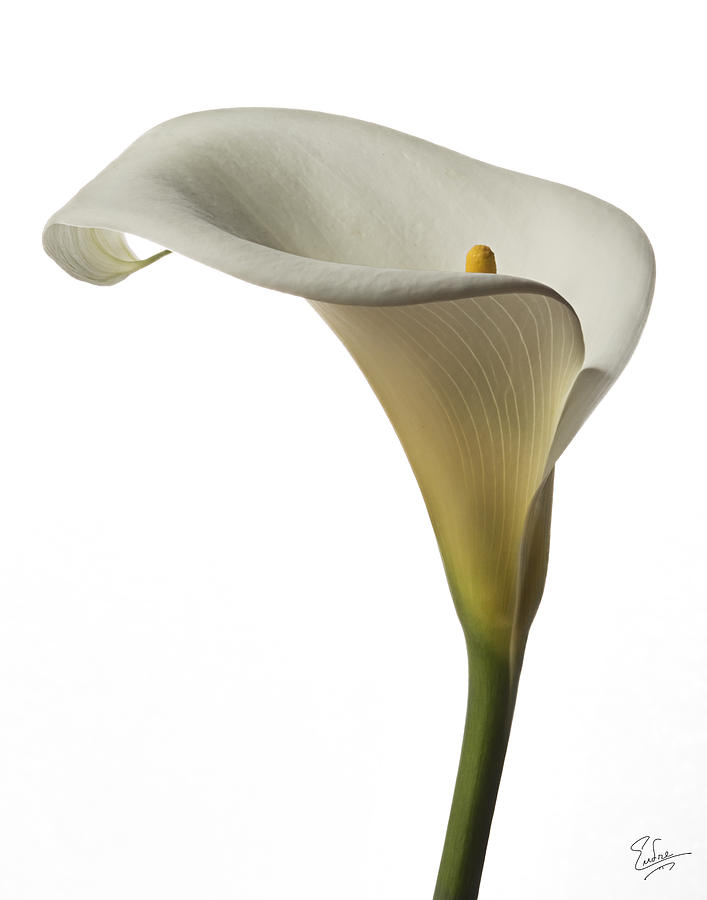 Calla Lily Photograph by Endre Balogh