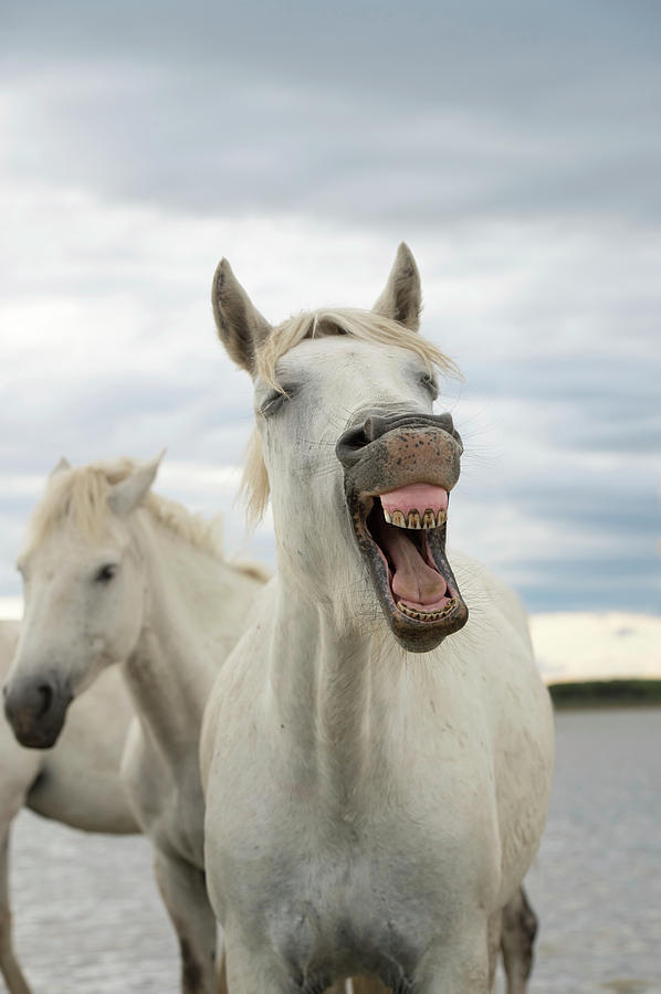 Camargue Horses #3 Photograph by Dr P. Marazzi/science Photo Library