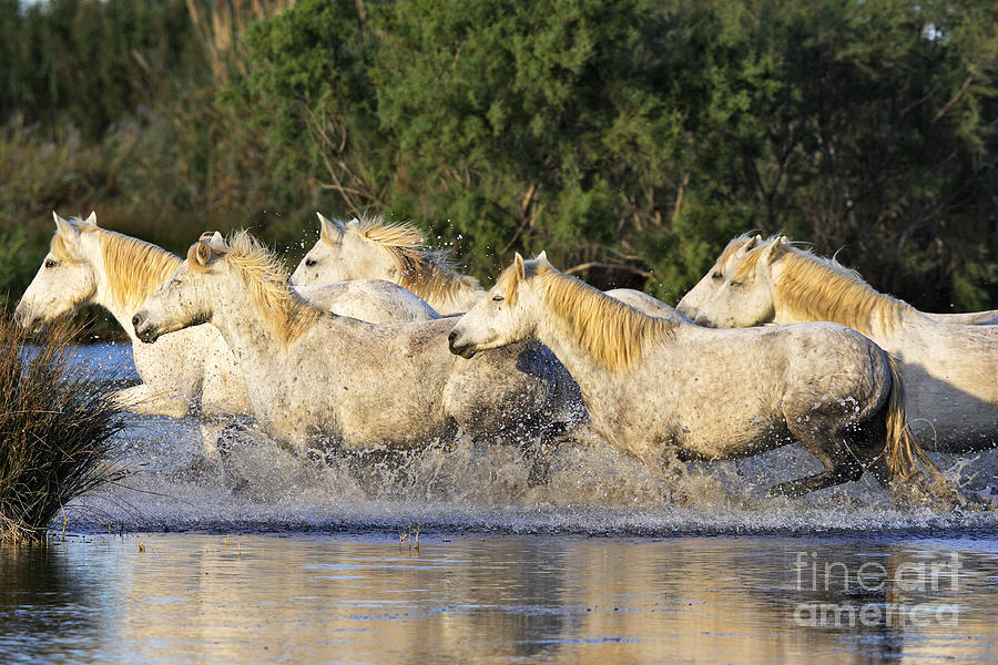 Camargue Horses #13 Photograph by M Watson
