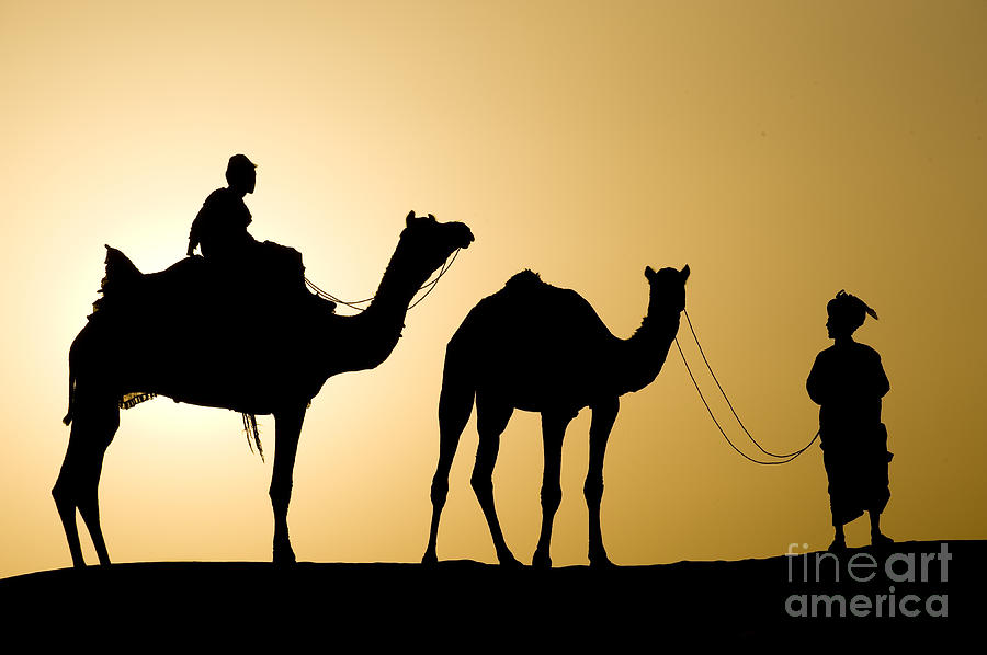Camel Caravan, India #3 Photograph by John Shaw