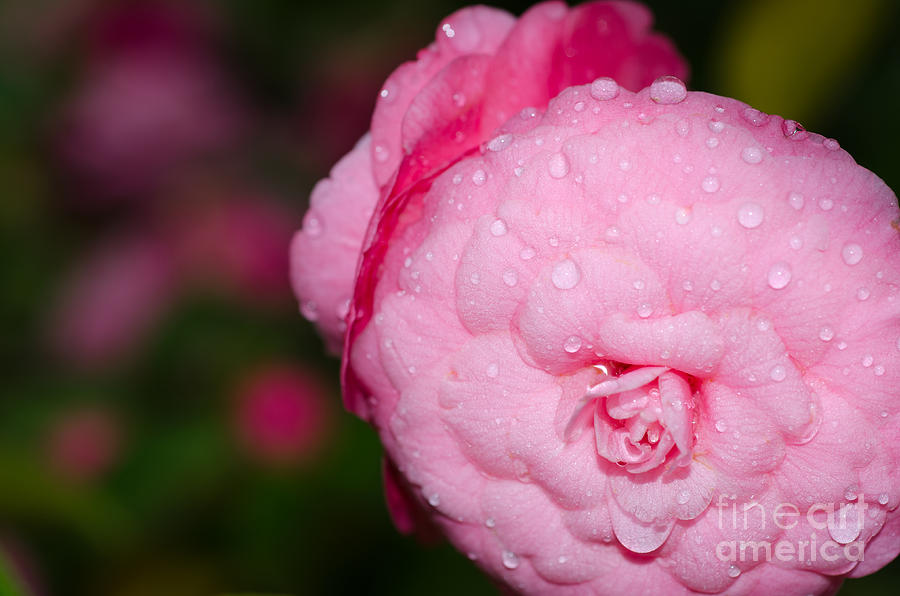 Camellia flower #3 Photograph by Mats Silvan