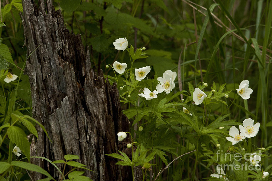 Canada Anemone #3 Photograph by Linda Freshwaters Arndt