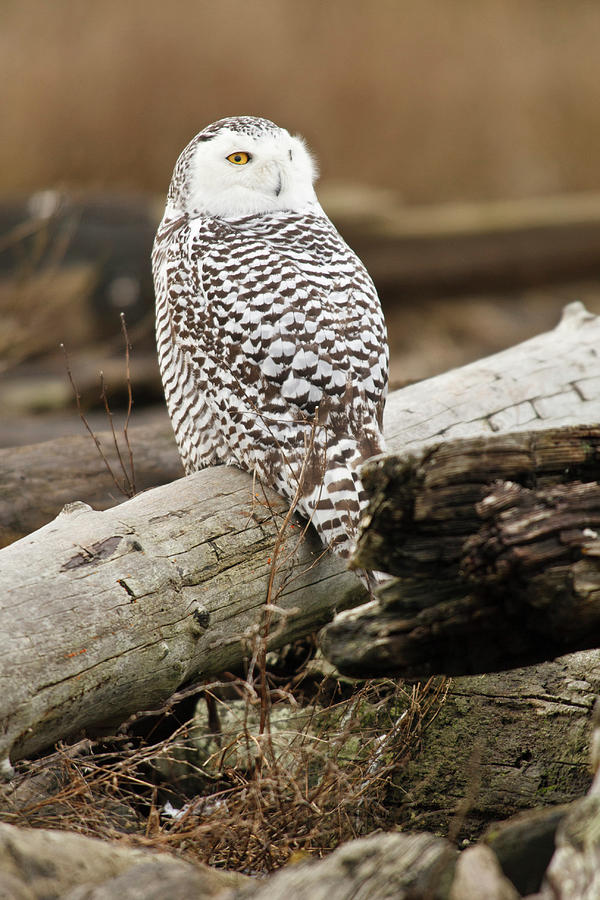 Owl Photograph - Canada, British Columbia, Boundary Bay #3 by Rick A Brown