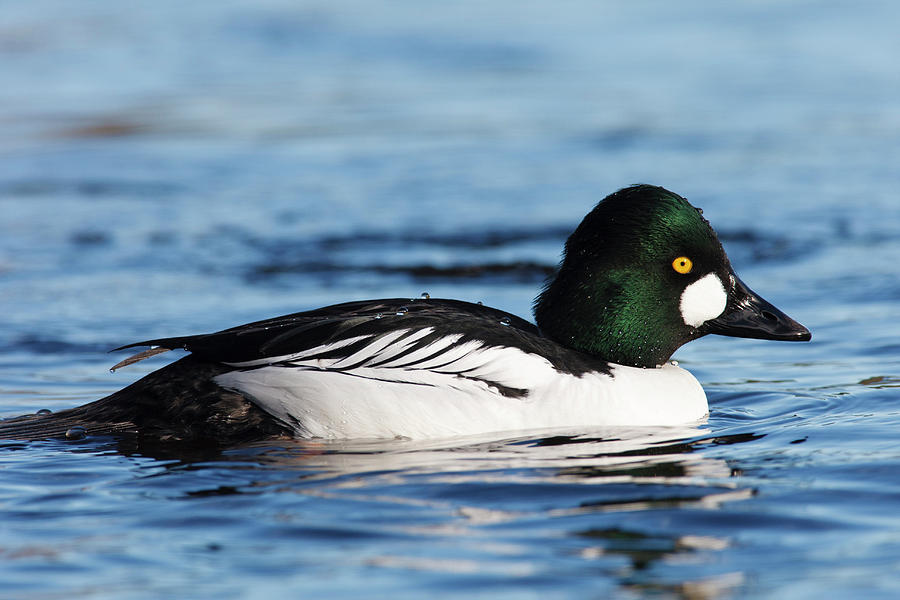 Goldeneye Photograph - Canada, British Columbia, Vancouver #3 by Rick A Brown