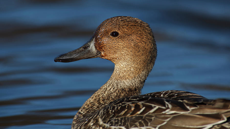 Duck Photograph - Canada, British Columbia, Westham #3 by Rick A Brown