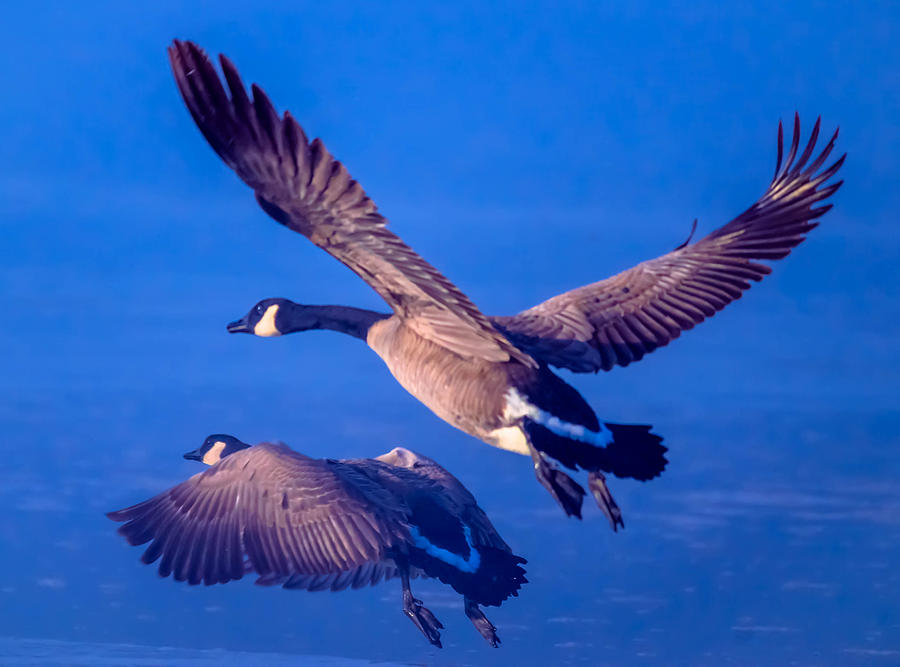 Canada Geese #3 Photograph by Brian Stevens