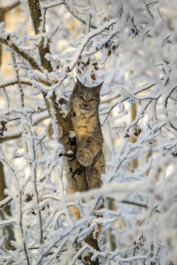 Canada Lynx #4 Photograph by Mark Newman