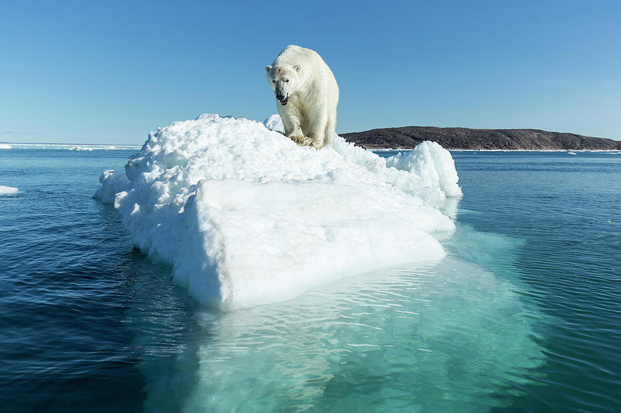 Canada, Nunavut Territory, Polar Bear Photograph by Paul Souders - Fine