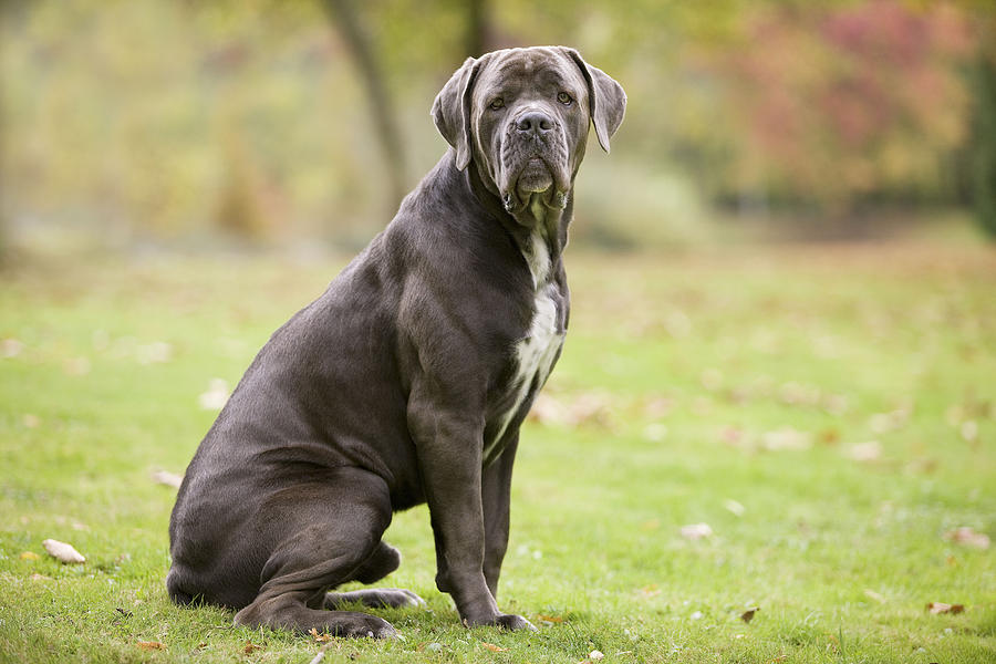 Cane Corso Photograph by Jean-Michel Labat - Pixels