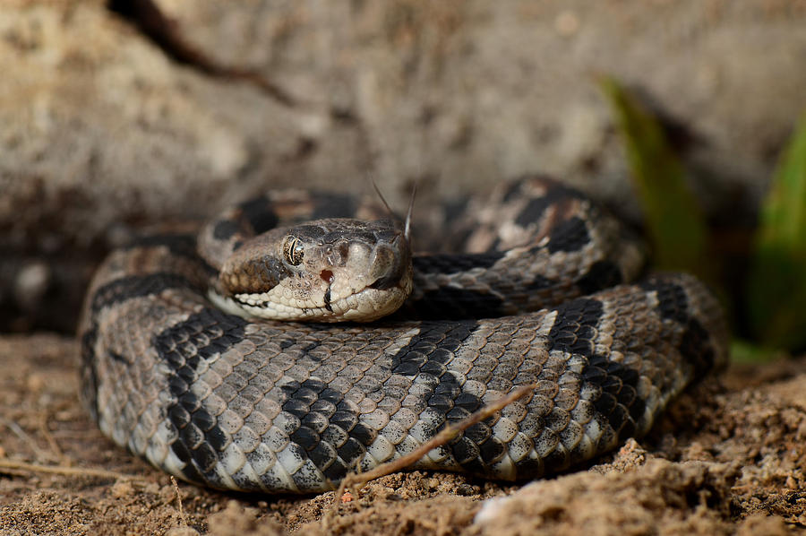 Canebrake Rattlesnake #4 Photograph by Eric Abernethy - Pixels