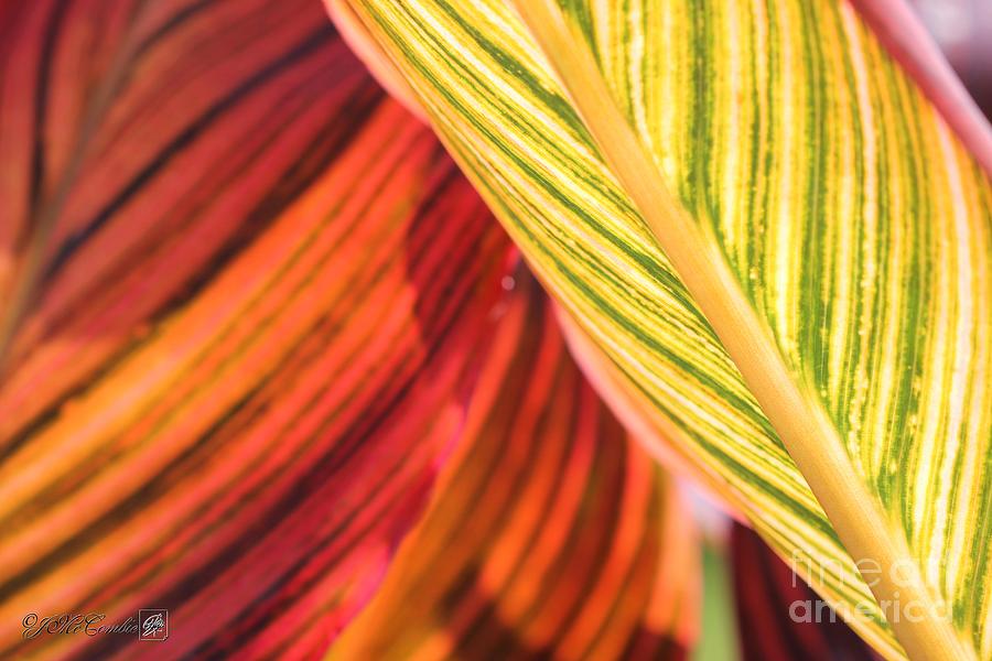 Canna Lily named Durban #1 Photograph by J McCombie