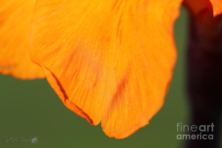 Lily Photograph - Canna Lily named Wyoming #3 by J McCombie
