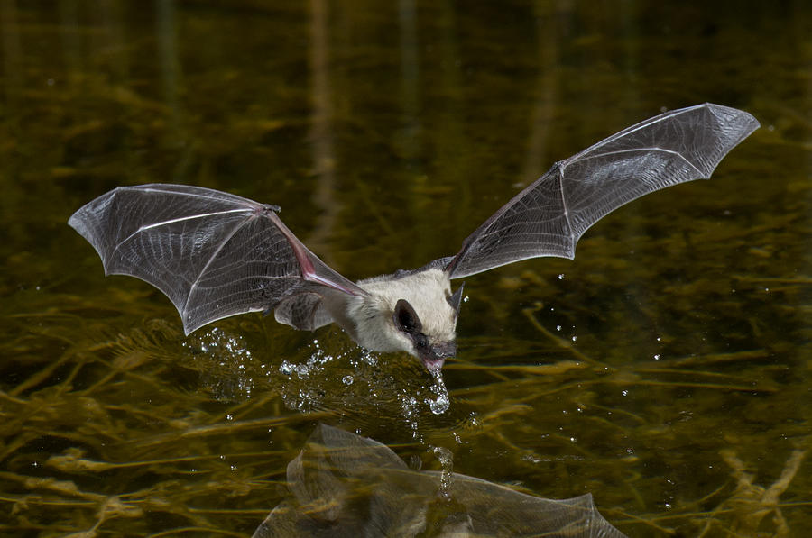 Canyon Bat #3 Photograph by Anthony Mercieca
