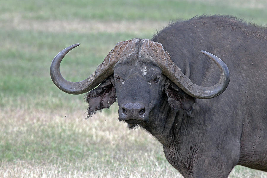 Cape buffalo #3 Photograph by Tony Murtagh