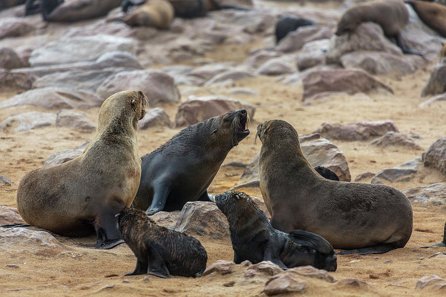 Horizontal Photograph - Cape Fur Seals Arctocephalus Pusillus by Animal Images Horizontal Photograph - Cape Fur Seals Arctocephalus Pusillus by Animal Images