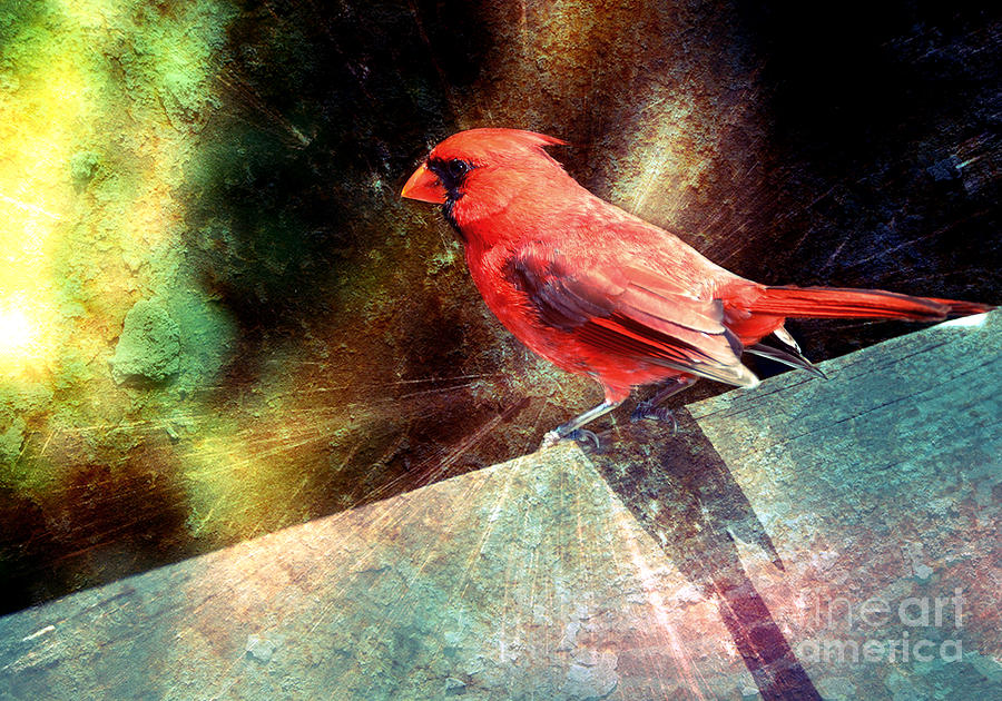 Cardinal  #3 Photograph by Elaine Manley
