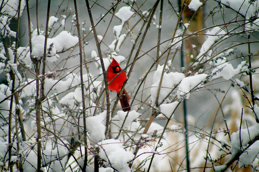 Cardinal in Winter #2 Photograph by Karen Adams