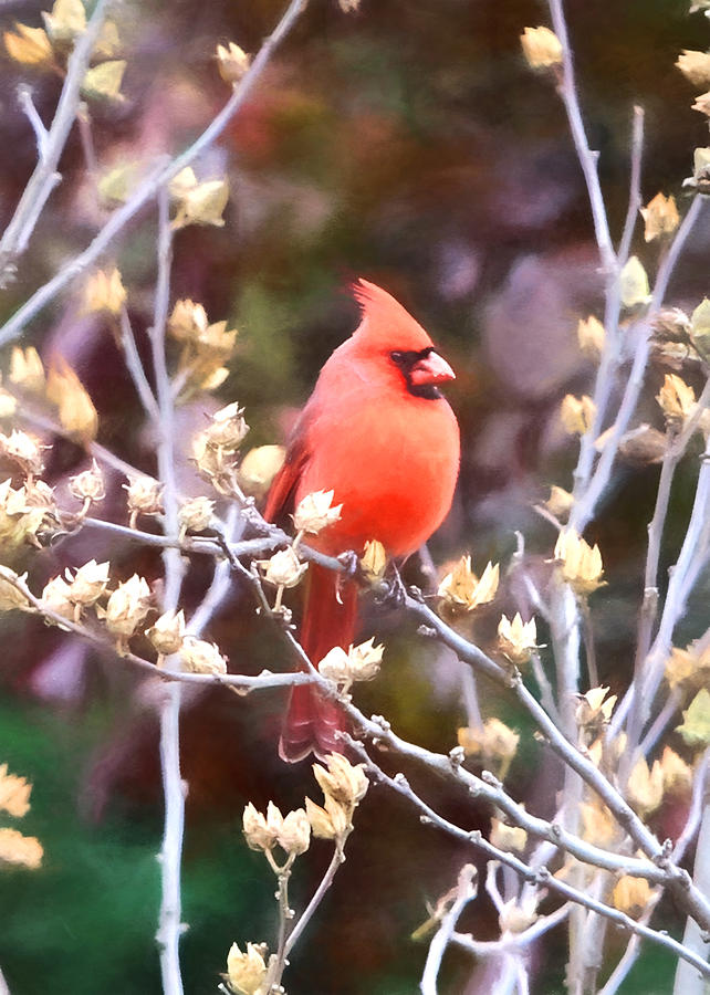 Cardinal #1 Photograph by John Freidenberg