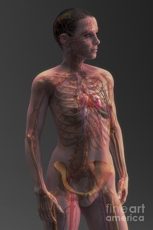 Cardiovascular System Female #3 Photograph by Science Picture Co