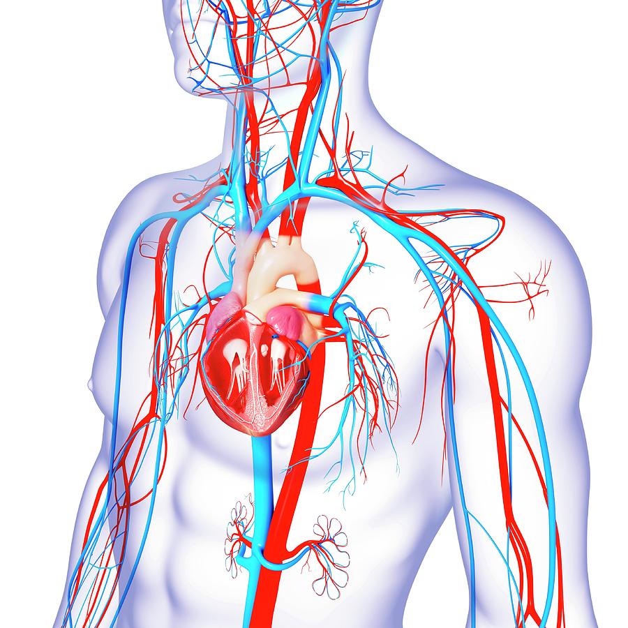 Cardiovascular System Photograph by Pixologicstudio/science Photo ...