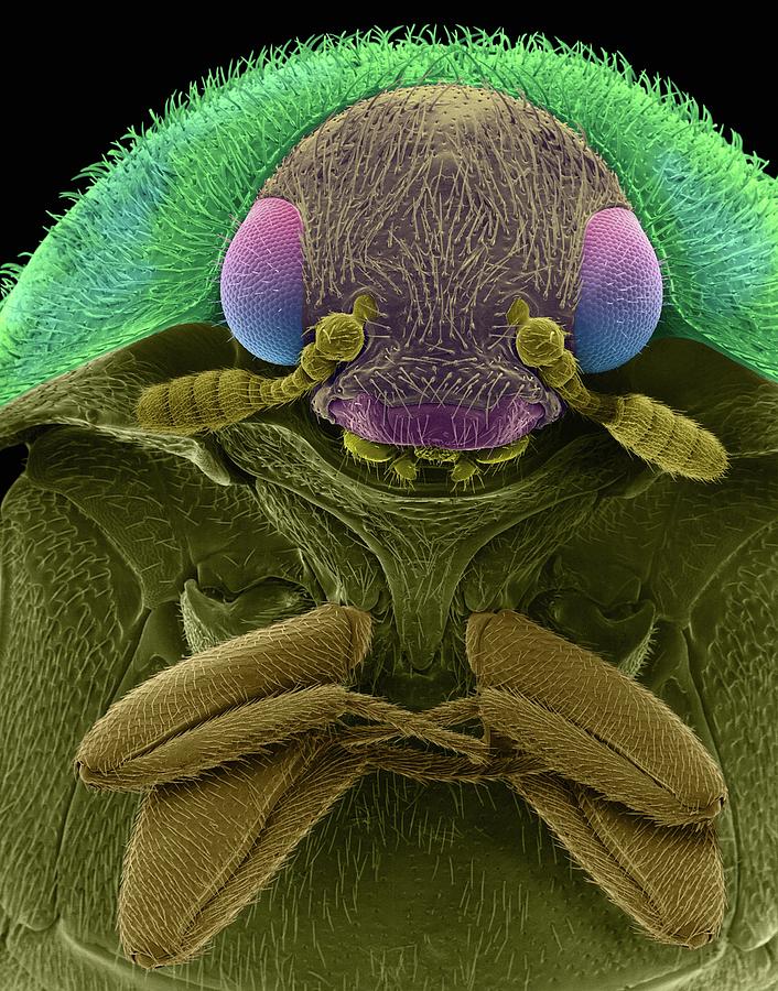 Carpet Beetle Photograph By Dennis Kunkel Microscopy/science Photo Library